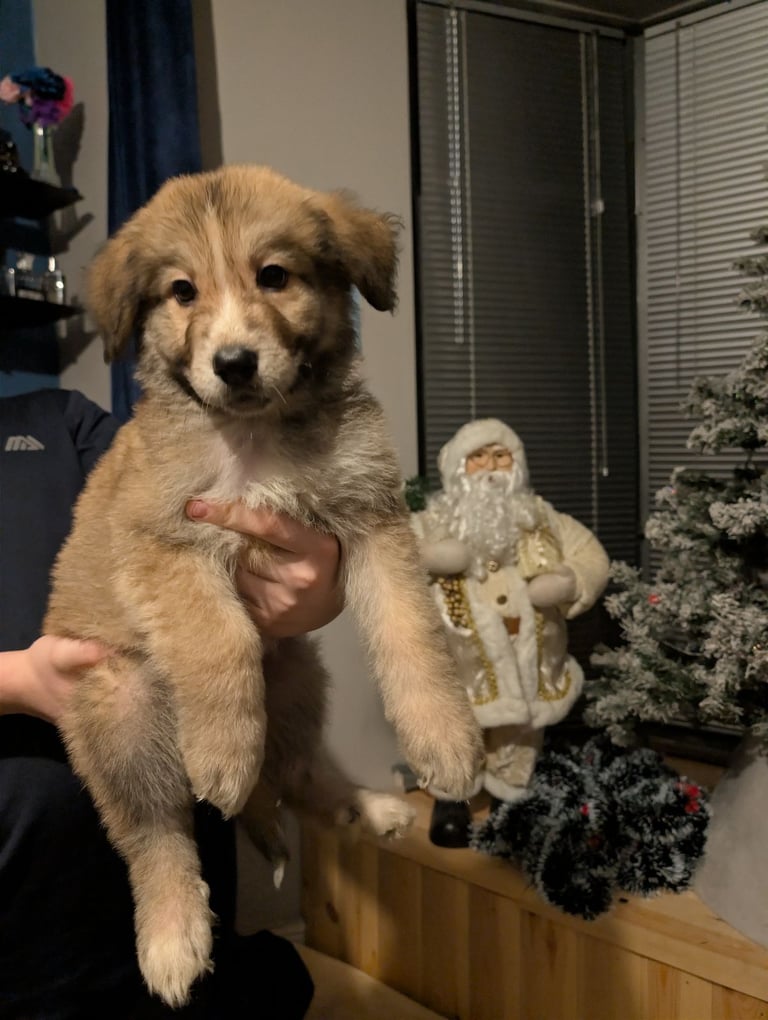 Bernese mountain dog X white swiss Shepard 