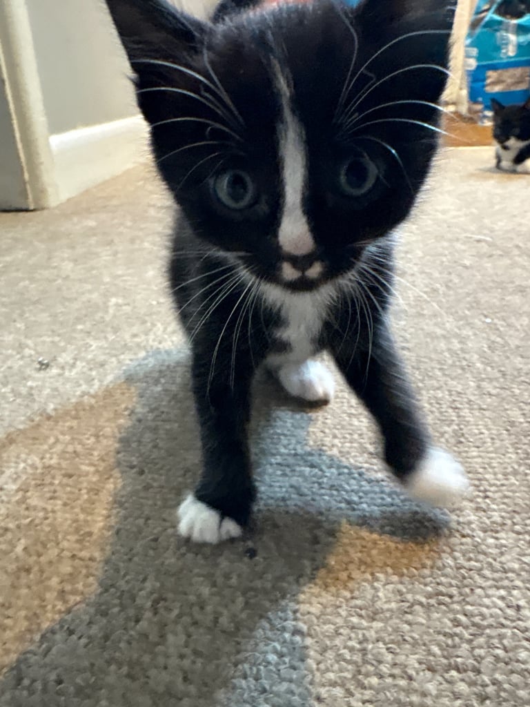 Kittens For Sale. Born, 08/09