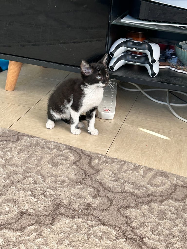 Kitten for sale 