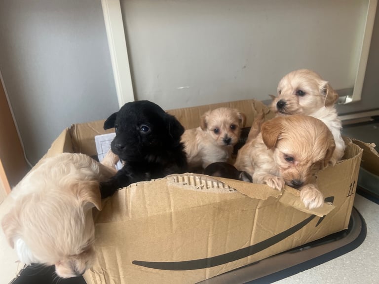 Miniature poodle cross puppies