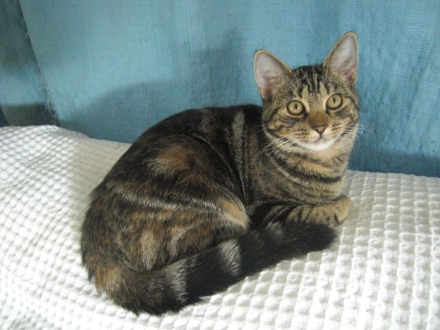 TWO GORGEOUS FRIENDLY HEALTHY KITTENS FOR REHOMING TOGETHER