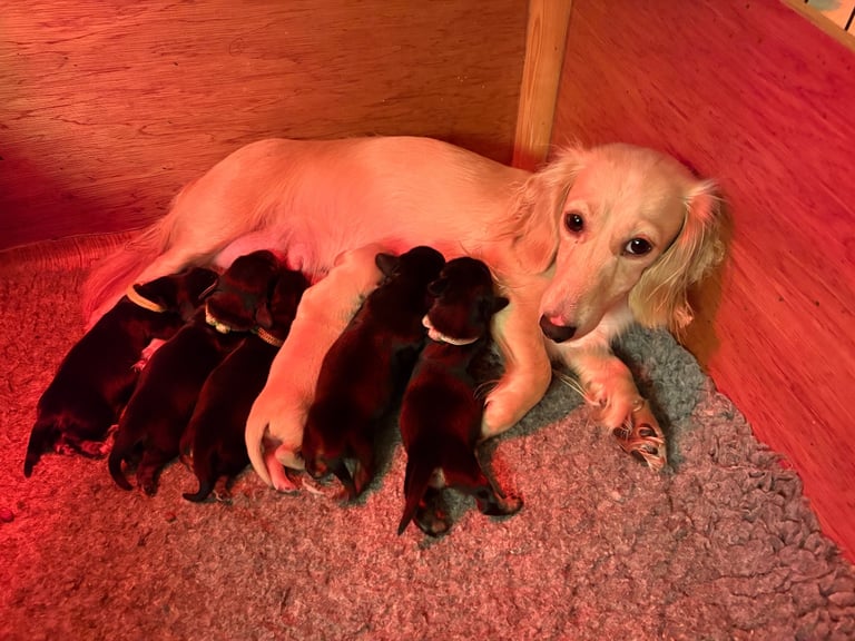 Miniature Long Haired Dachshund Puppies