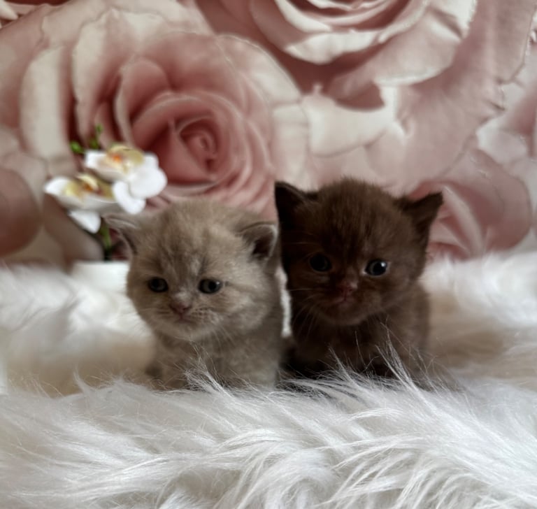 British shorthair kittens 
