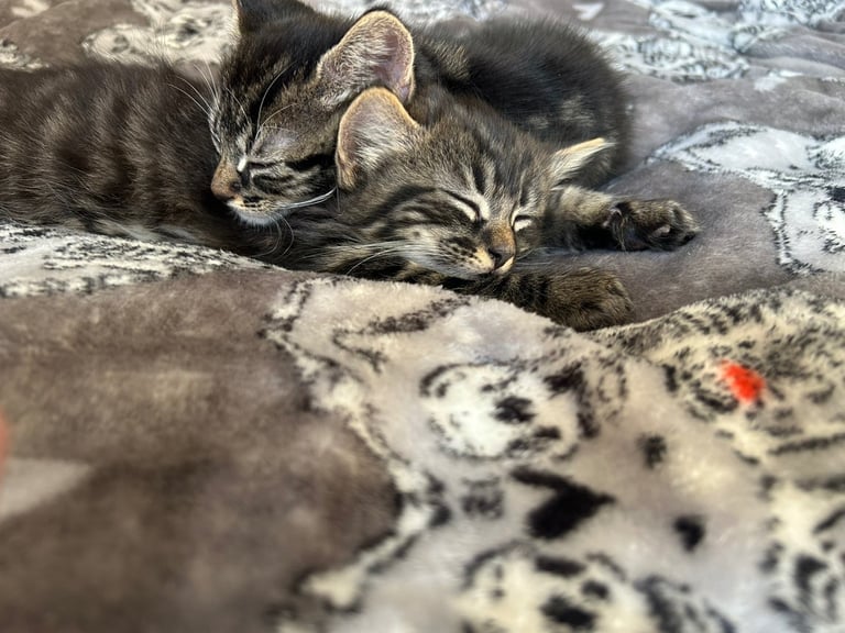 bengal x ragdoll kittens READY TO LEAVE 