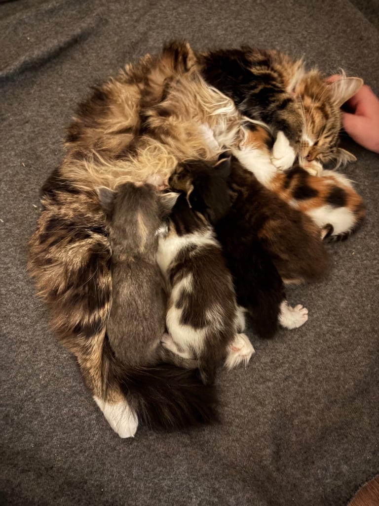Mainecoon kittens 