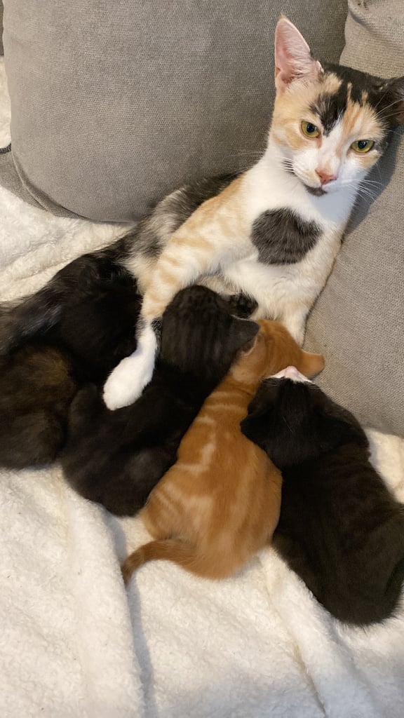 Kittens for sale 