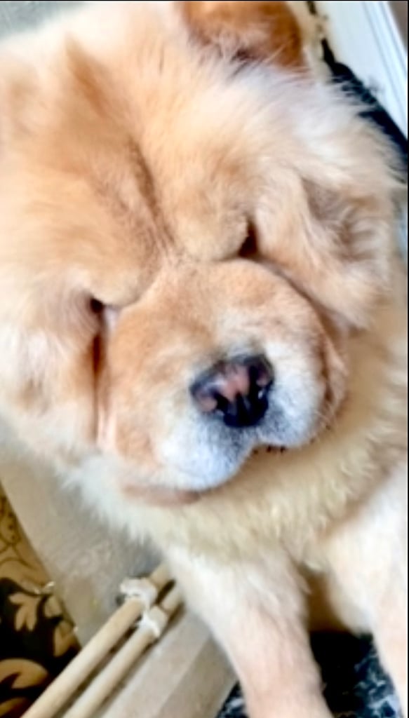 🩷 GORGEOUS KC FEMALE CHOW FOR SALE!!!! 🩷