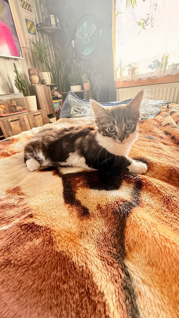 Kittygirl looking for home