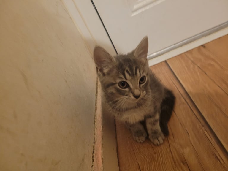 Last one to go, Ragdoll maine-coon x Blue Russian girl £350