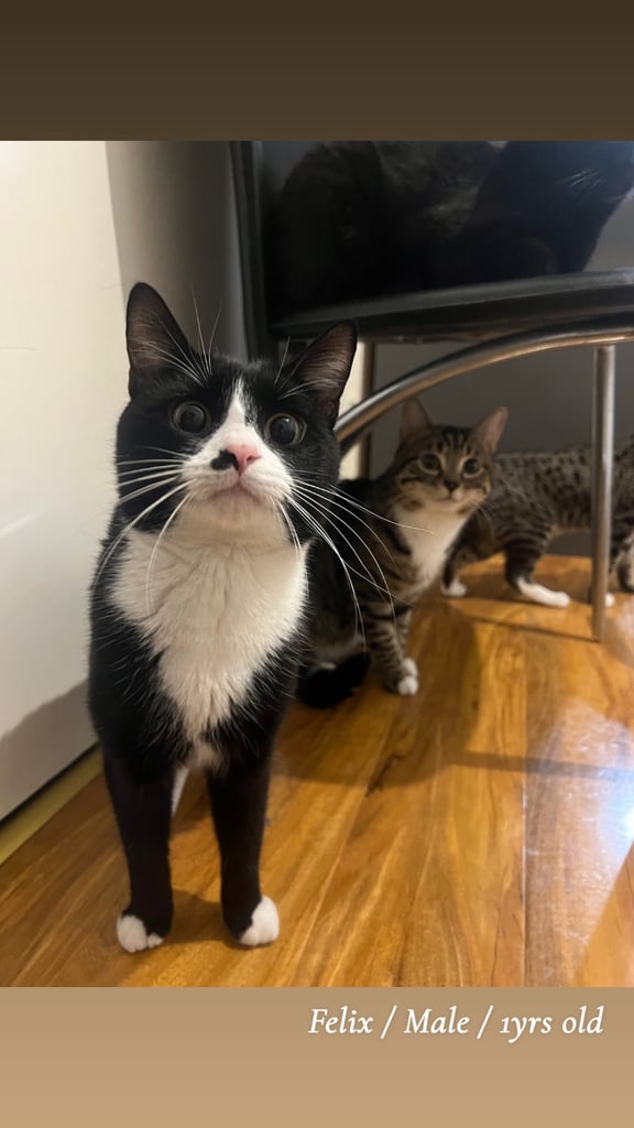 Kittens & cats available 