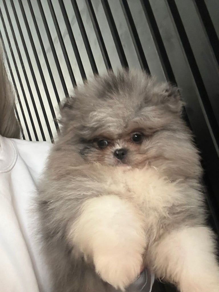 Adorable bear faced fluffy merle Pomeranian