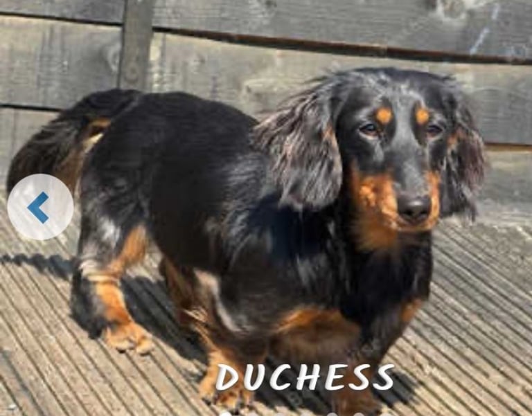 image for Miniature dachshund 1 year old 