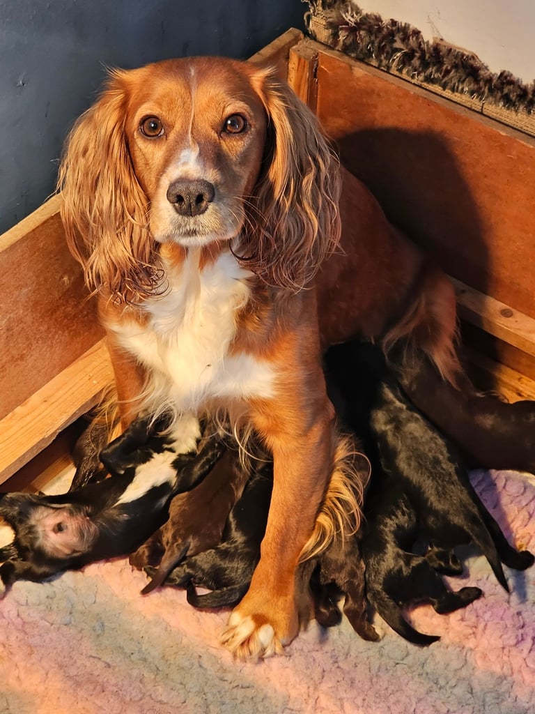 image for Cocker spaniel pups for sale 