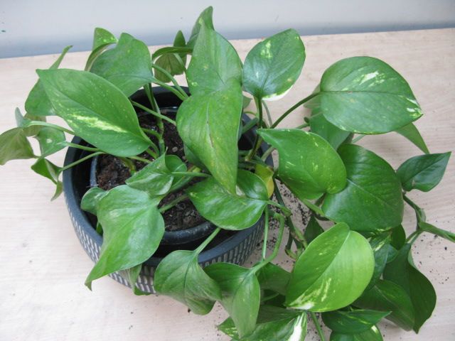 Pothos ( Epipremnum Aureum ) plant for sale