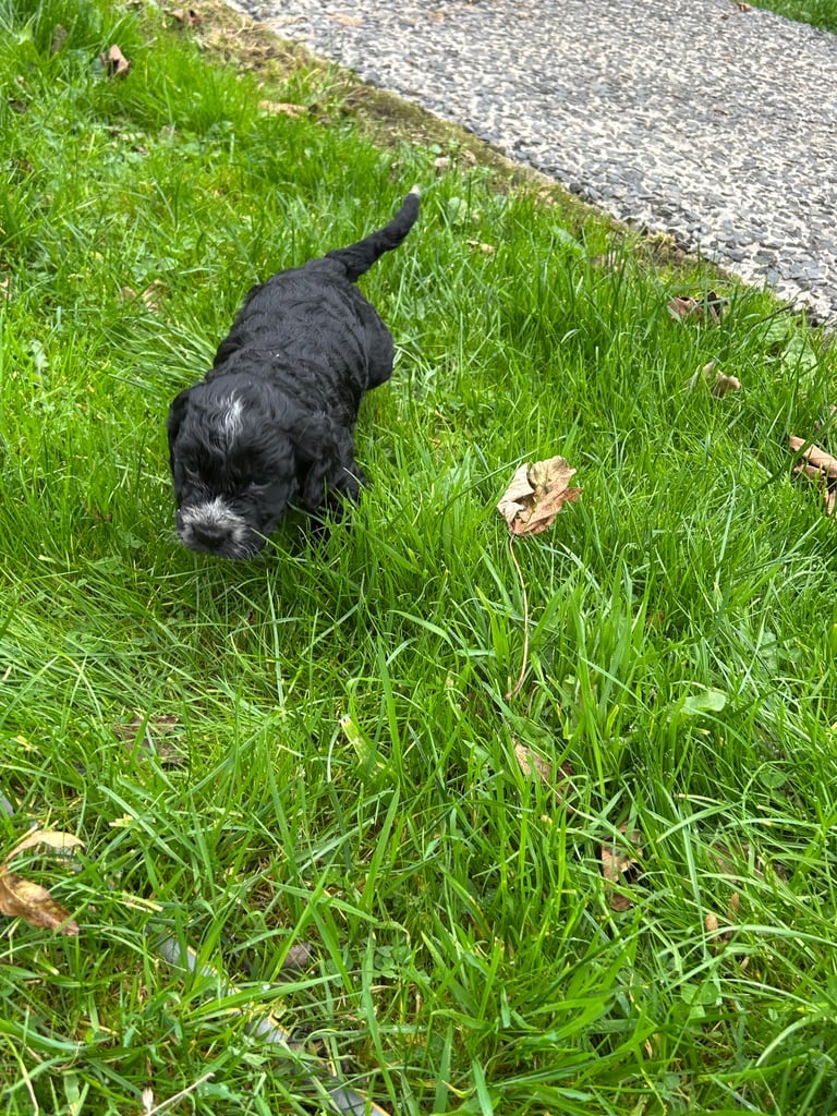 Cocker Spaniel cross pups