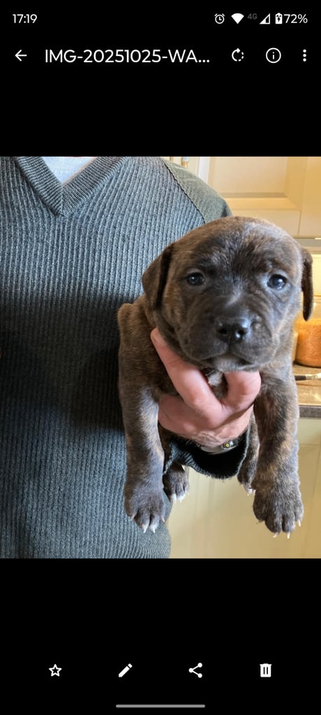Female SBT pup for sale