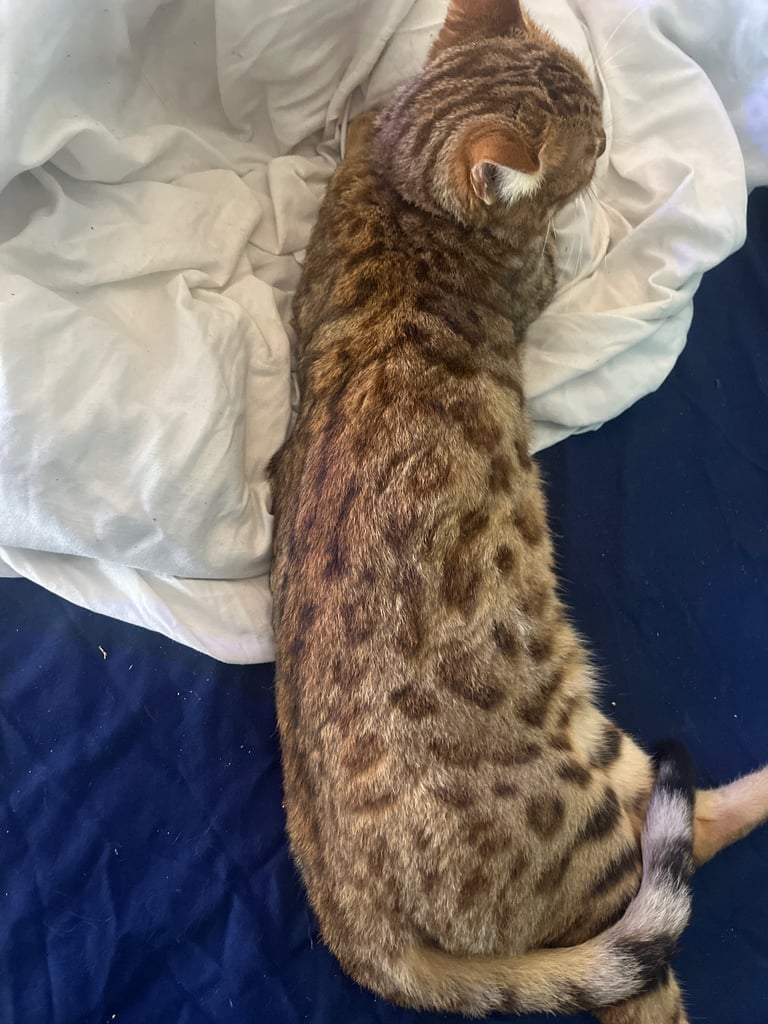 Full pedigree female bengal f4 cat 1 years old price negotiable 