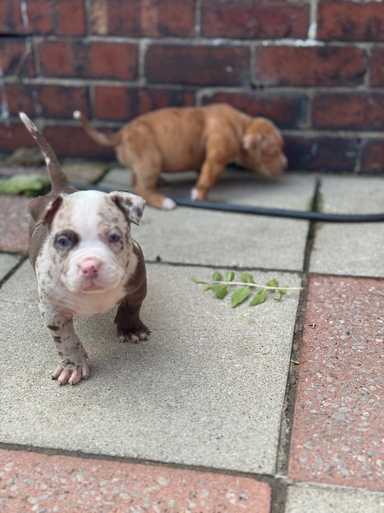 American  pocket bully puppies 