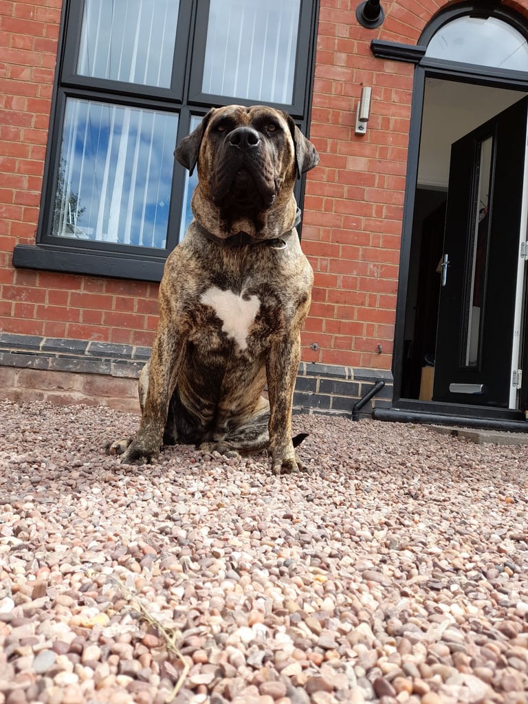 Presa canario puppies