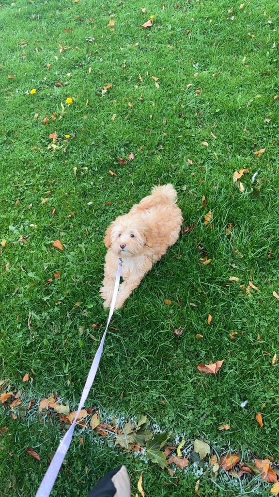 Shihpoo 4 months female 