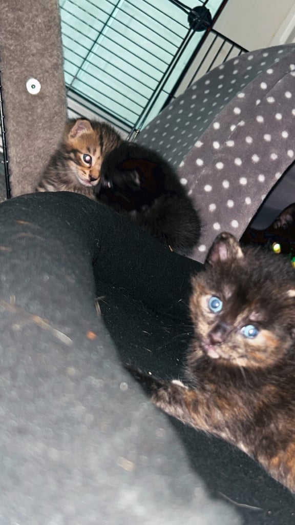 4 kittens 