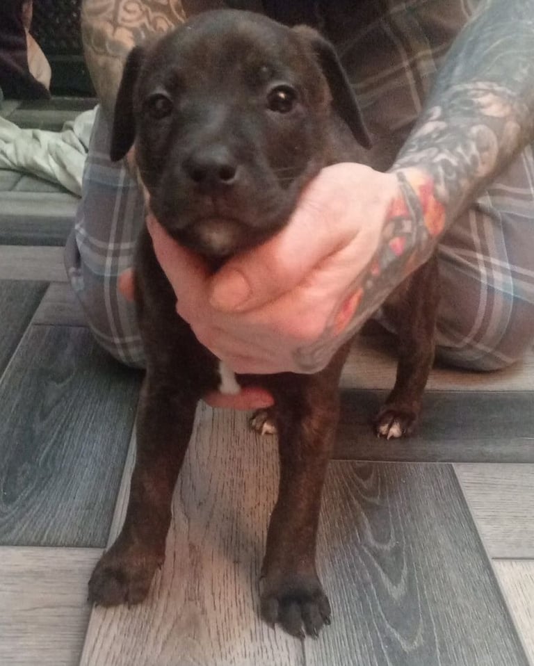 staffy mix puppies 
