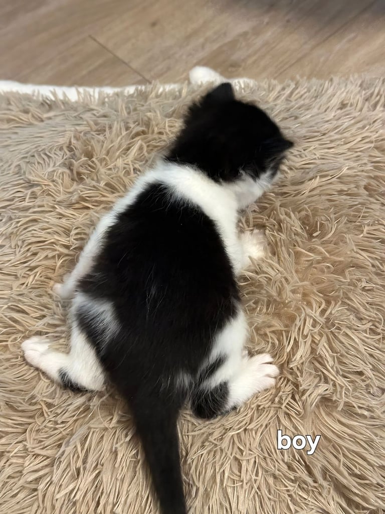 Kittens  mother part rag doll ready november 24th 