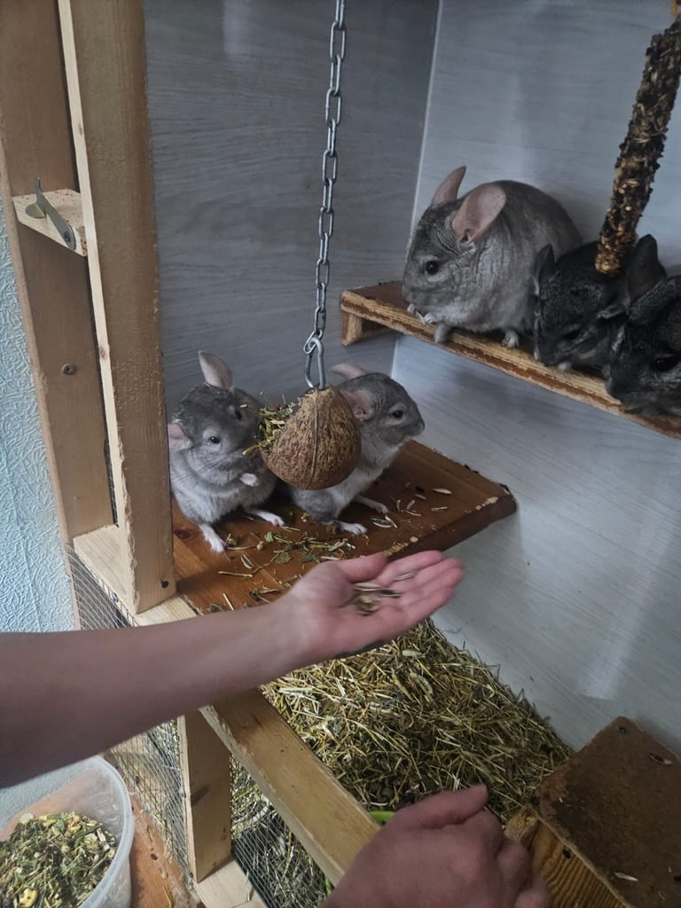 image for Chinchillas for sale 