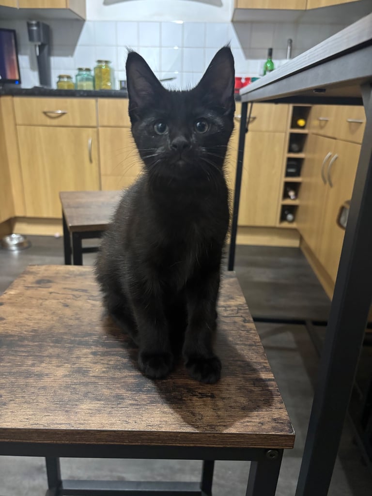 Maine Coon Cross kitten