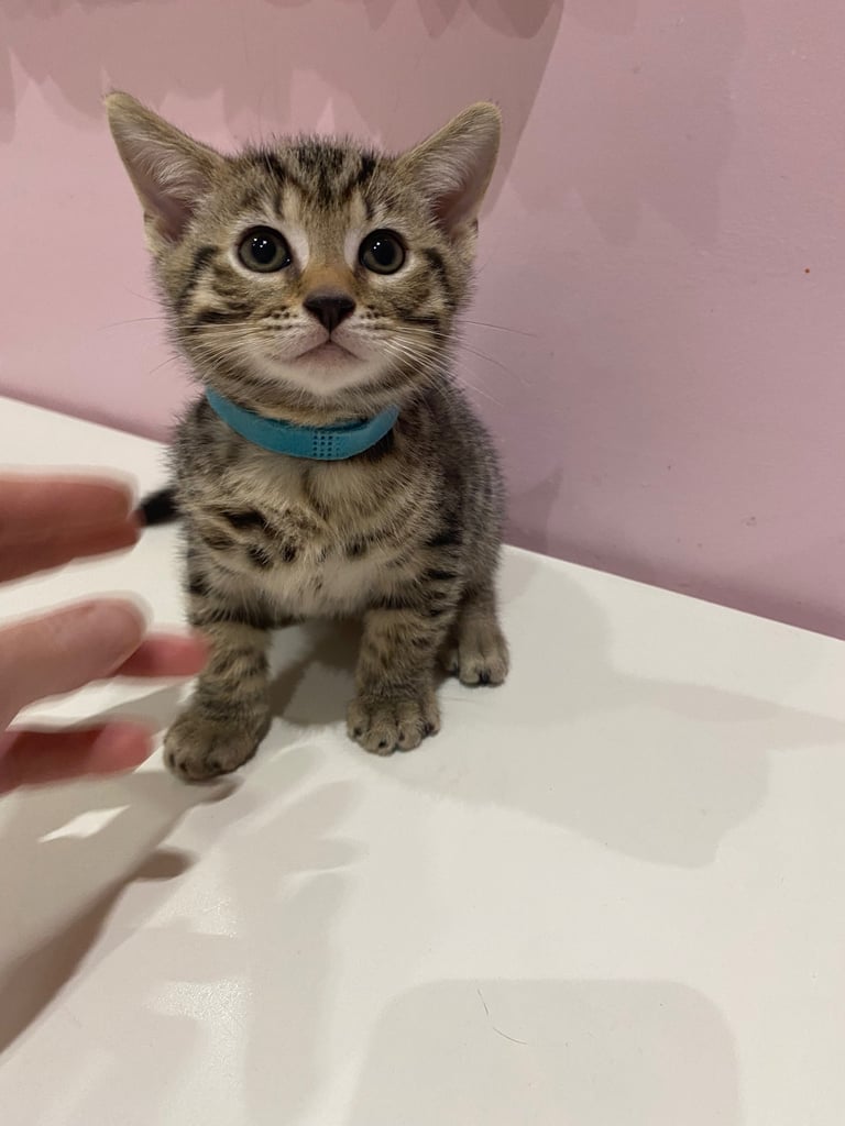 4 beautiful Bengal X kittens Boys £200