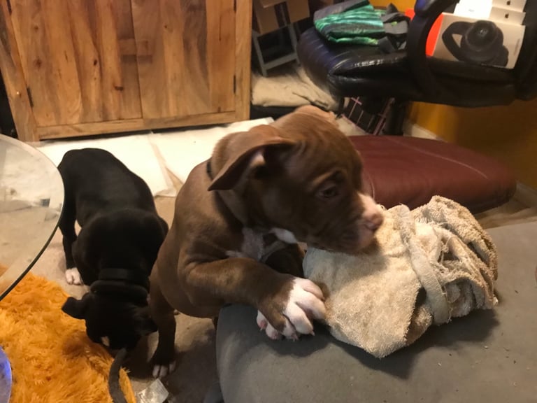 Puppy for sale (Boy) French cross American Bulldog 