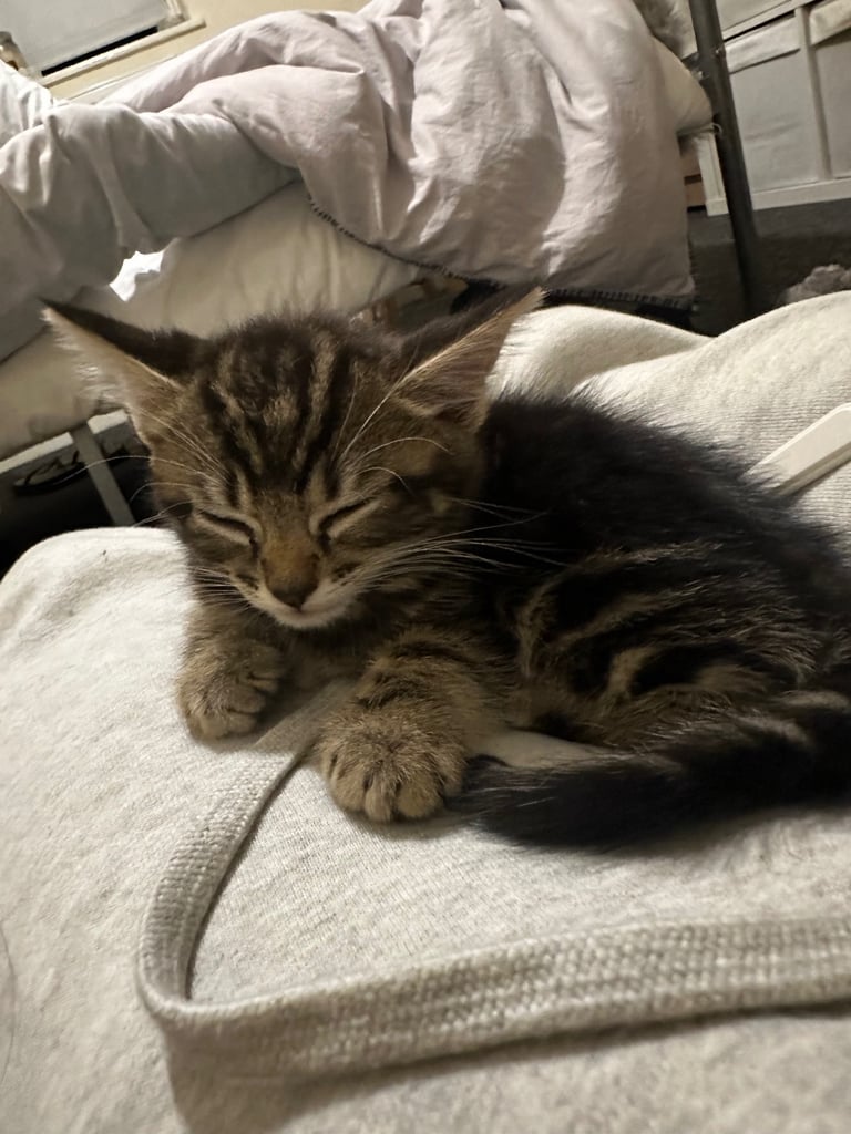 Tabby Kitten