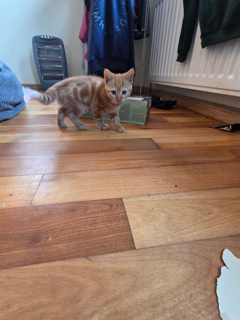 image for Kittens 