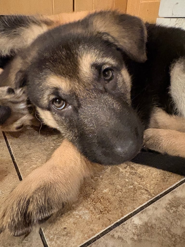 Stunning German Shepherd puppies
