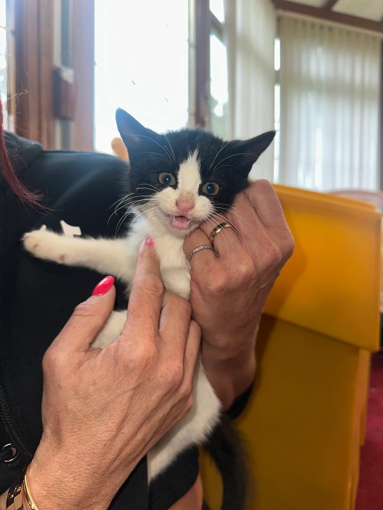 baby kittens for sale 