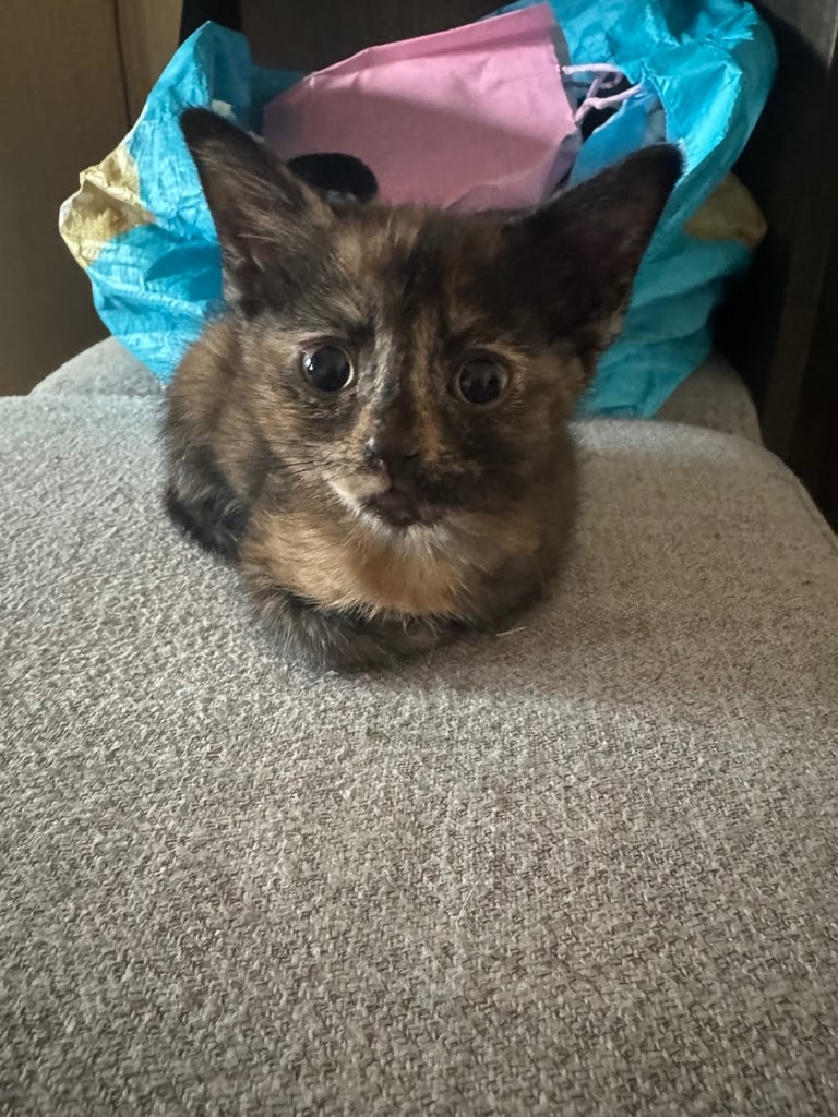 7 week old Kittens for sale 