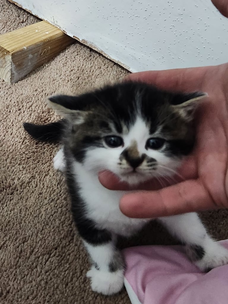 Gorgeous British Kittens For Sale 