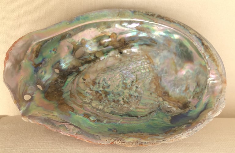 Large Abalone (?) shell ONO