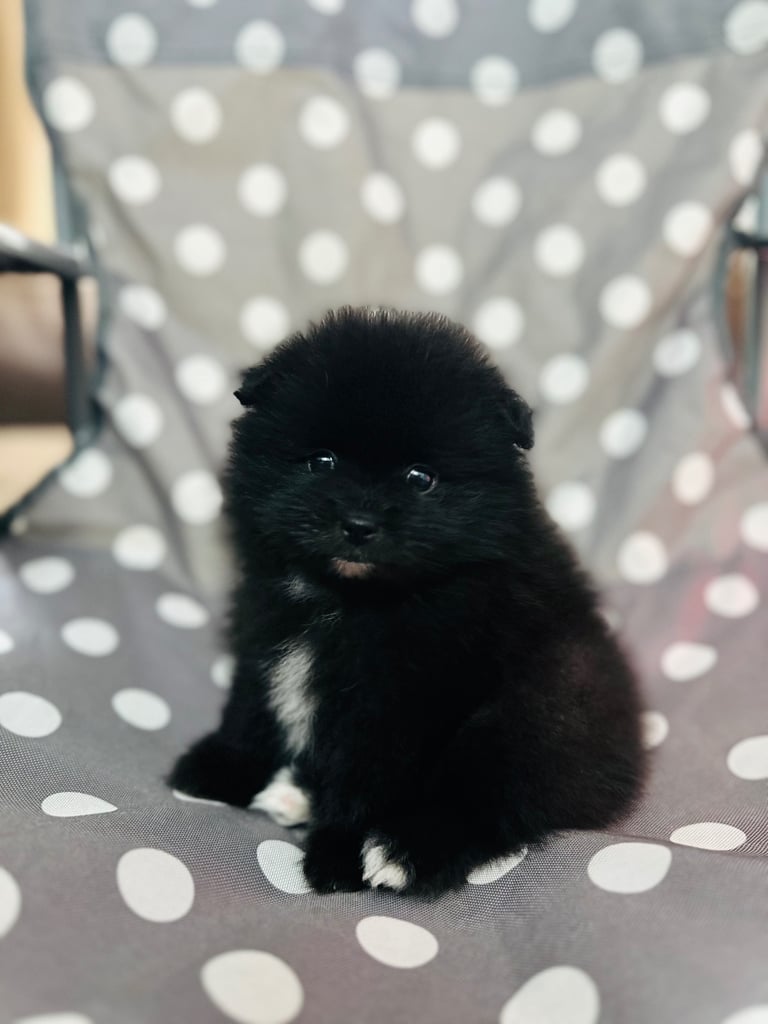 1 cute Boy Pomeranian 