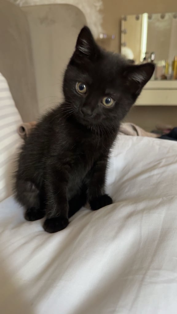 image for Female Kitten for sale 