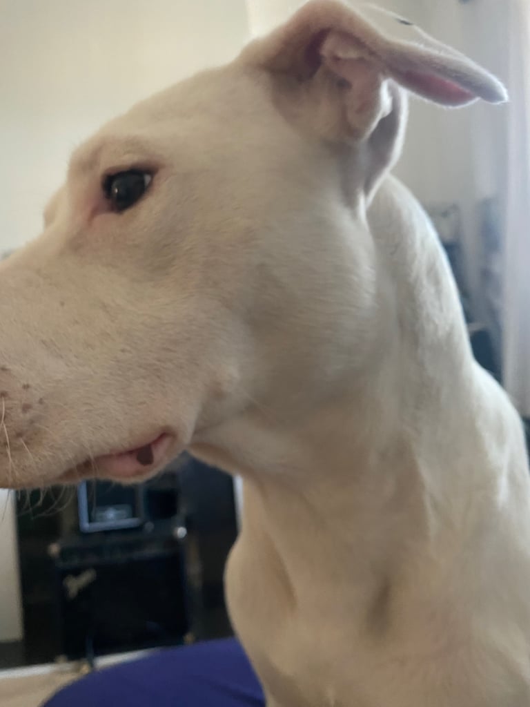 6months American bulldog 