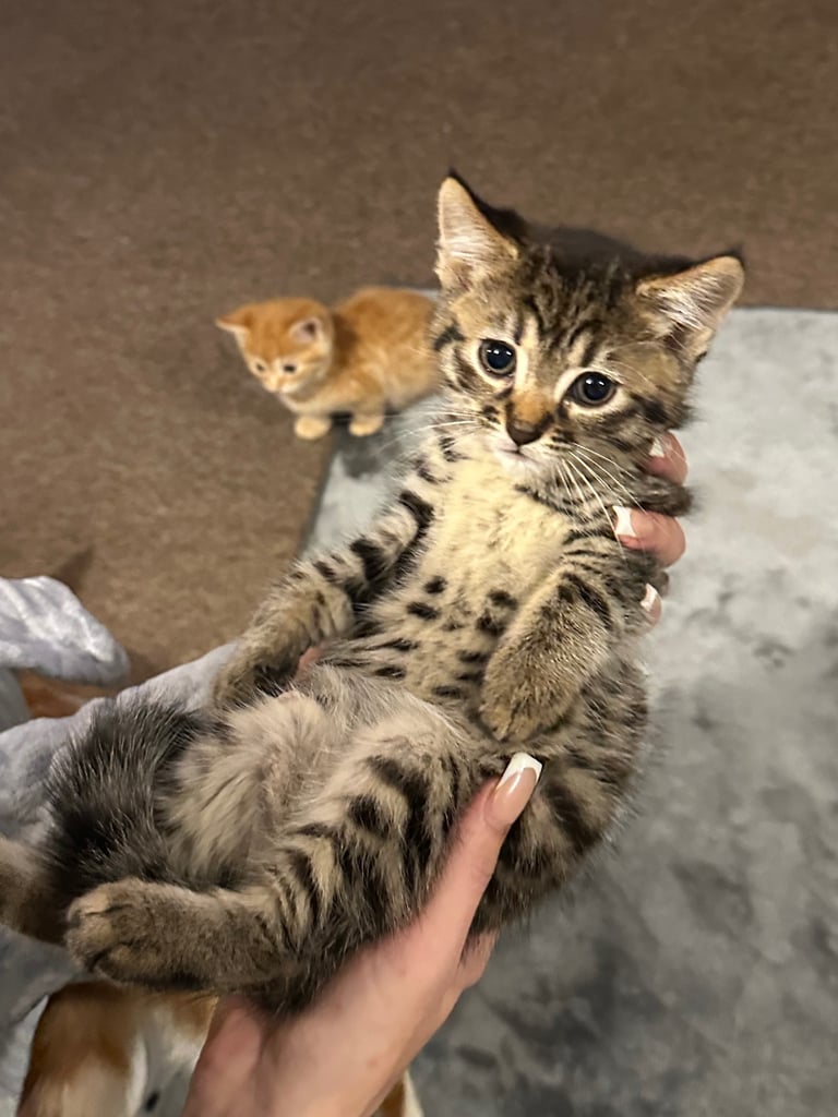Kittens 