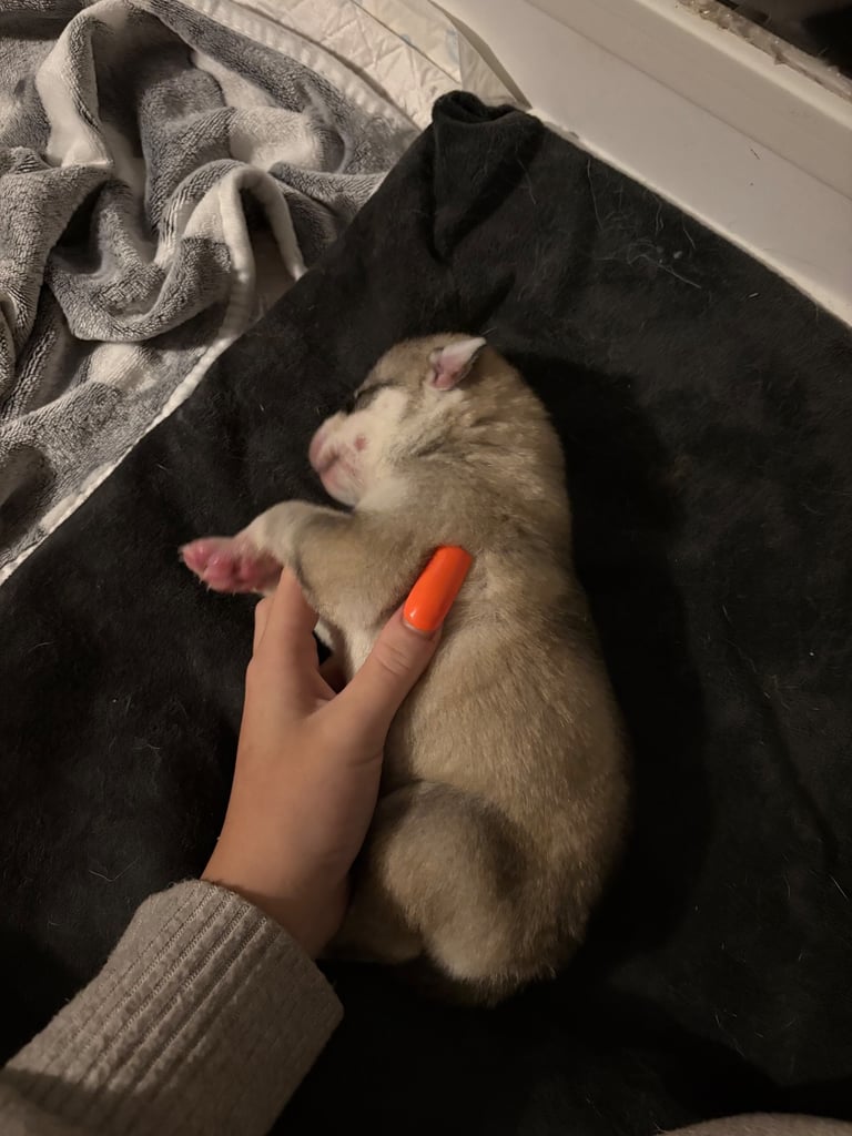 Husky puppies 