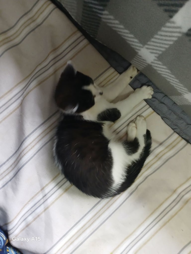 Bengal kittens male females available