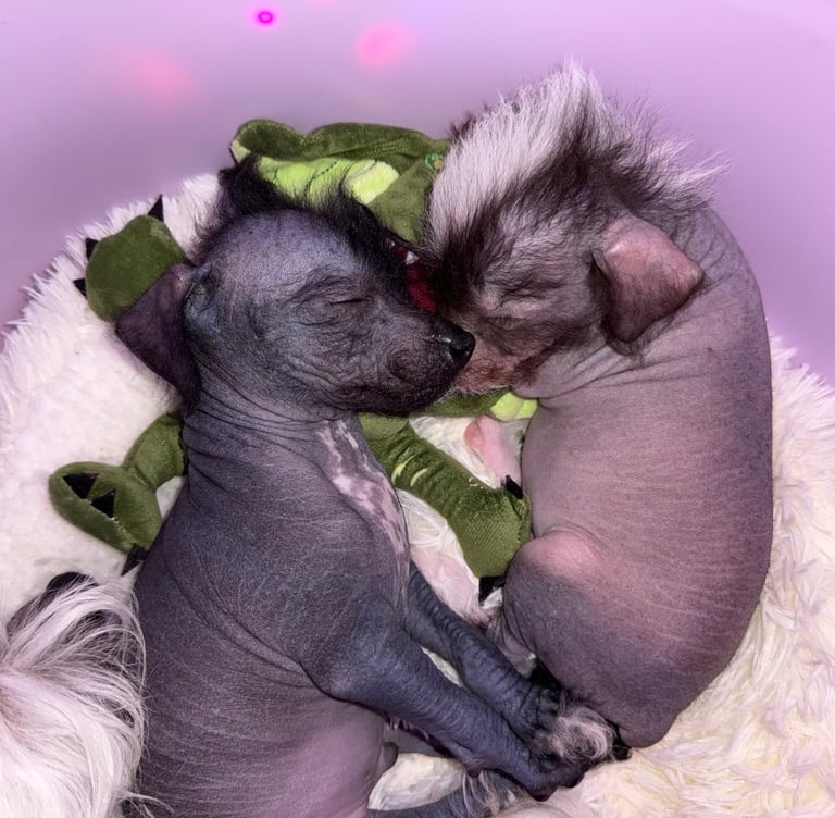 Chinese crested pups
