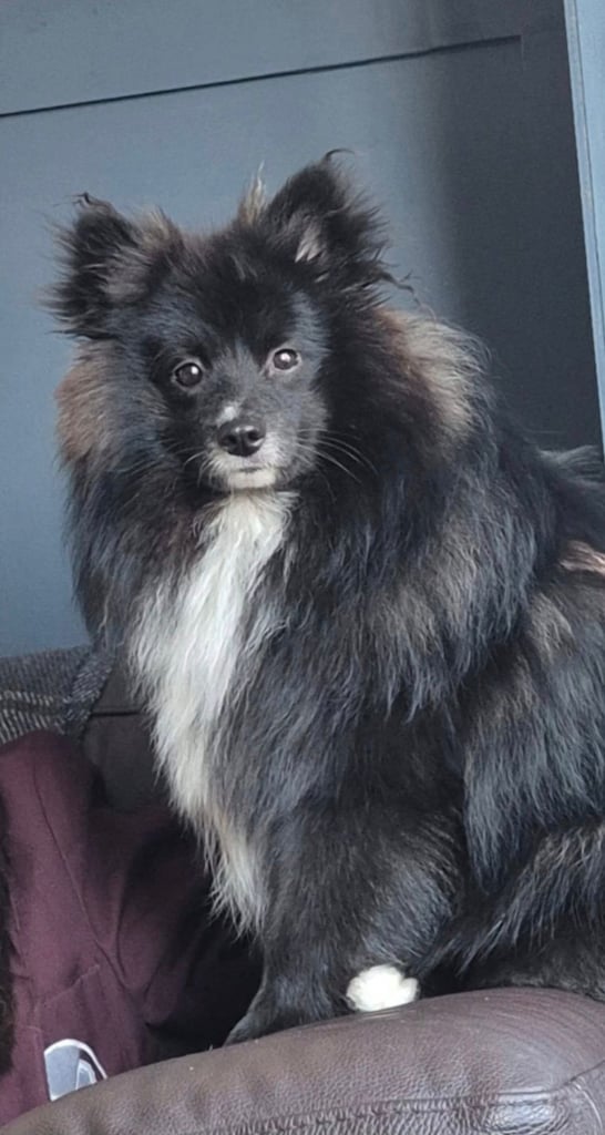 1 year old pomeranian boy