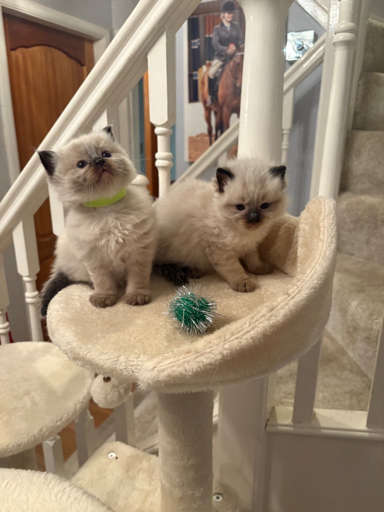 🐾 Adorable Ragdoll Kittens for Sale 🐾