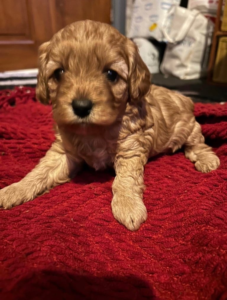 Cute Cavapoo Puppy Girl 