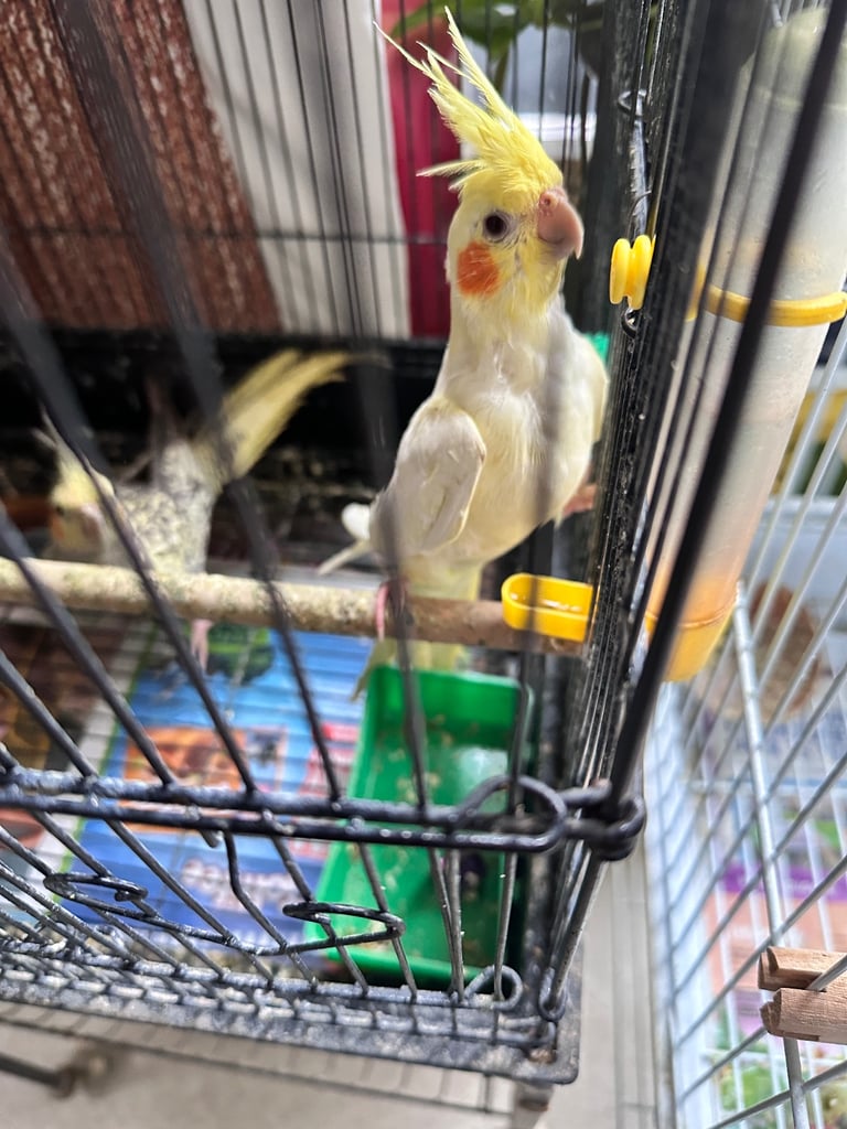 Cockatiels (3 months)