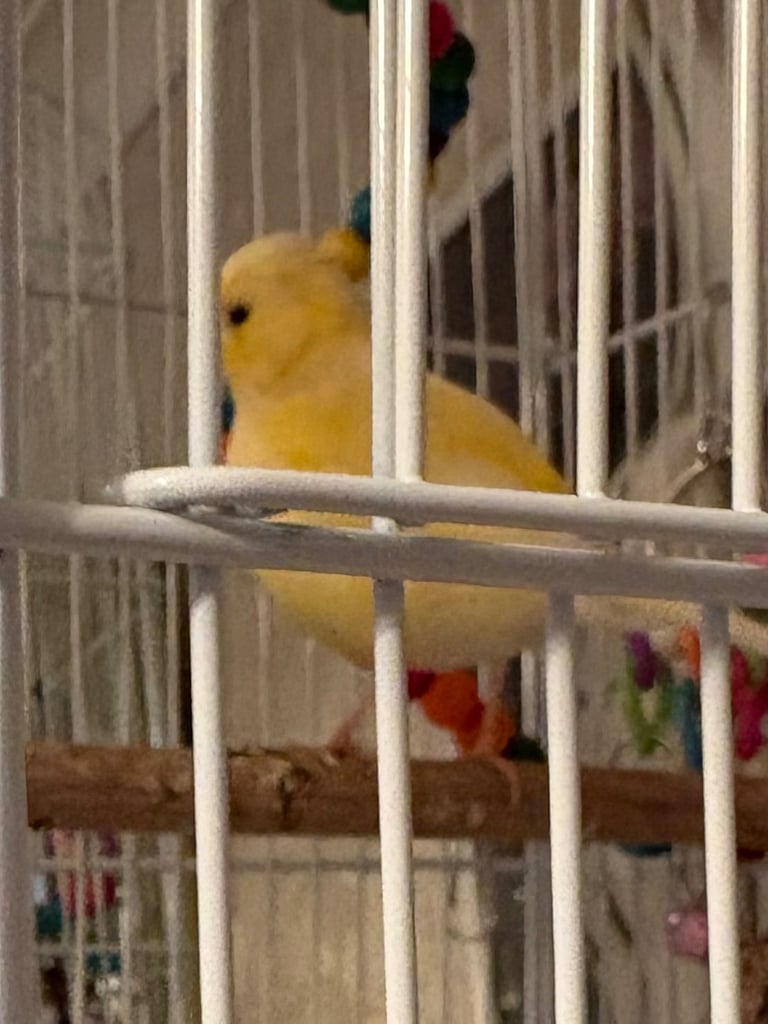 Pair of canaries and cage 